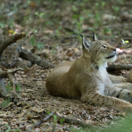 Fasanerie_Wiesbaden_2012-08-27_05