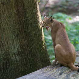 Fasanerie_Wiesbaden_2012-08-27_40