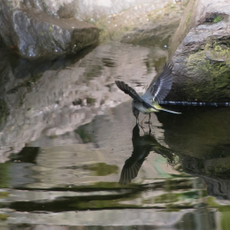 Fasanerie_Wiesbaden_2012-08-27_21