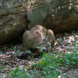 Fasanerie_Wiesbaden_2012-08-27_37