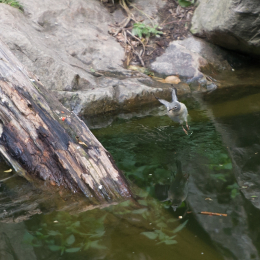 Fasanerie_Wiesbaden_2012-08-27_20