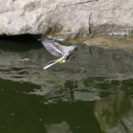 Fasanerie_Wiesbaden_2012-08-27_29