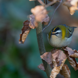 Fasanerie_Wiesbaden_20170215_009
