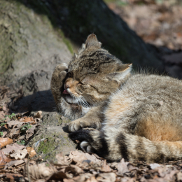 Fasanerie_Wiesbaden_20170215_003