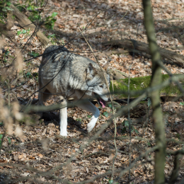 Fasanerie_Wiesbaden_20170215_005