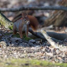 Fasanerie_Wiesbaden_20170215_001