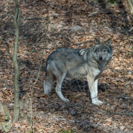 Fasanerie_Wiesbaden_20170215_007