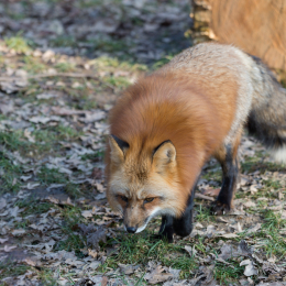 Fasanerie Wiesbaden Februar 2017