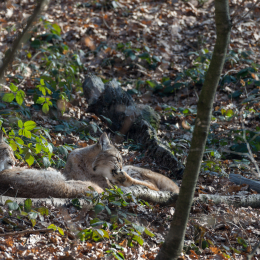 Fasanerie_Wiesbaden_20170215_008