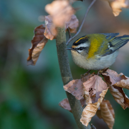 Fasanerie_Wiesbaden_20170215_010