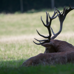 Fasanerie_Wiesbaden_20131003-004