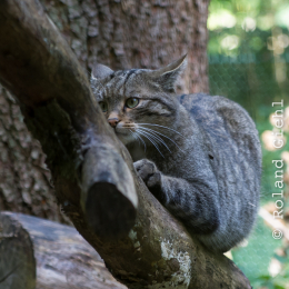 Fasanerie_Wiesbaden_20131003-010