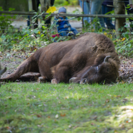 Fasanerie_Wiesbaden_20131003-012