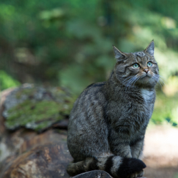 Fasanerie_Wiesbaden_20131003-009