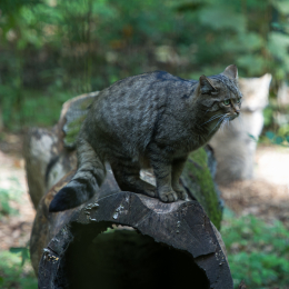 Fasanerie_Wiesbaden_20131003-007