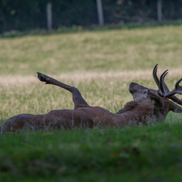 Fasanerie_Wiesbaden_20131003-003