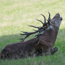 Fasanerie_Wiesbaden_20131003-005
