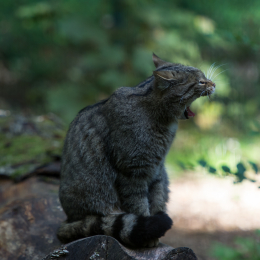 Fasanerie_Wiesbaden_20131003-008