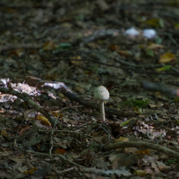 Fasanerie_Wiesbaden_20131003-011