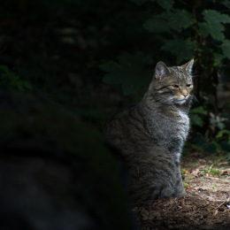 Fasanerie_Wiesbaden_20131003-006