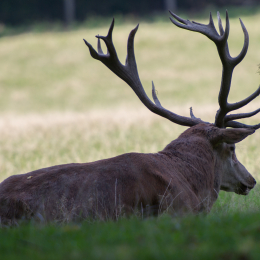 Fasanerie_Wiesbaden_20131003-002