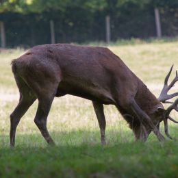 Fasanerie_Wiesbaden_20131003-001
