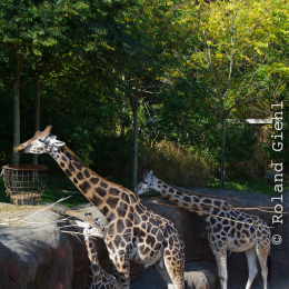 Gaiapark_2011-10-01_26