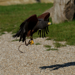 Gaiapark_2011-10-01_39