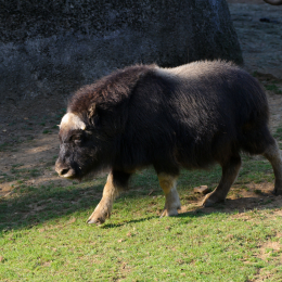 Gaiapark_2011-10-01_52