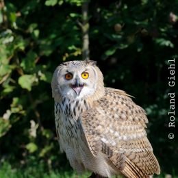 Gaiapark_2011-10-01_31