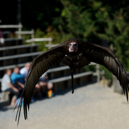 Gaiapark_2011-10-01_37