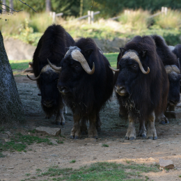 Gaiapark_2011-10-01_51