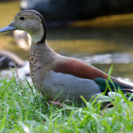 Gaiapark_2011-10-01_48