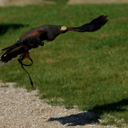 Gaiapark_2011-10-01_40