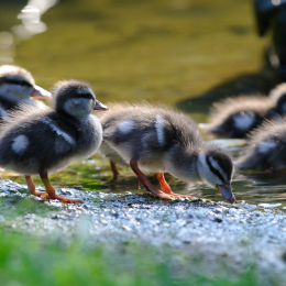 Gaiapark_2011-10-01_47