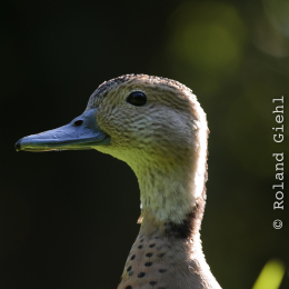 Gaiapark_2011-10-01_49