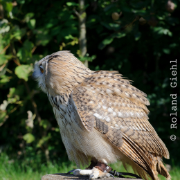 Gaiapark_2011-10-01_30