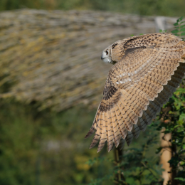 Gaiapark_2011-10-01_36