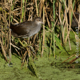 Gaiapark_2011-10-01_41