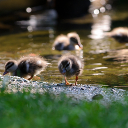 Gaiapark_2011-10-01_46