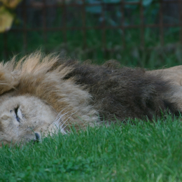 Gaiapark_2011-10-01_27