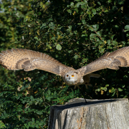 Gaiapark_2011-10-01_35