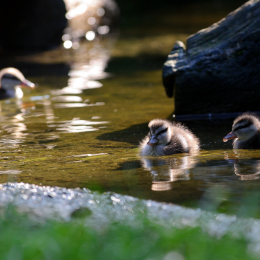 Gaiapark_2011-10-01_45