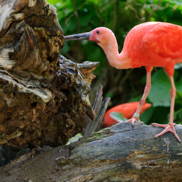 Gaiapark_2011-10-01_50