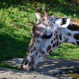 Gaiapark_2011-10-01_25