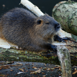 Gaiapark_2011-10-01_43