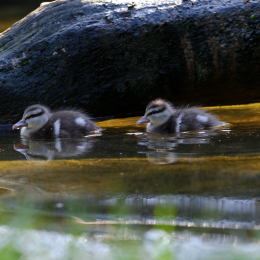 Gaiapark_2011-10-01_44