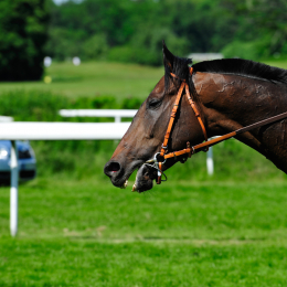 GaloprennenFFM_51_2010-06-03