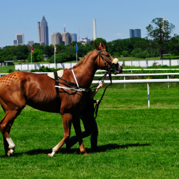 GaloprennenFFM_24_2010-06-03