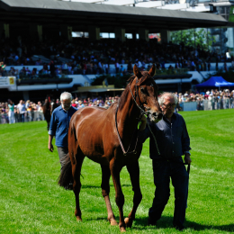 GaloprennenFFM_21_2010-06-03